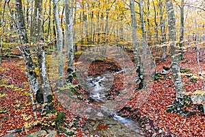 Autumn Beech Forest wirh Creek Across in the Montseny Natural Park