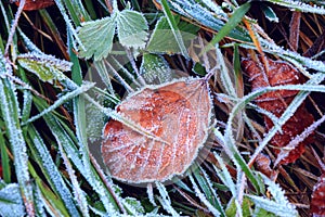 Autumn beech leaf on grass in hoarfrost