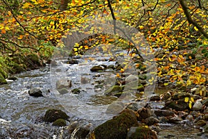 Autumn Beech leaves (Betula) over Oxnop Beck, Ivelet, Yorkshire Dales.