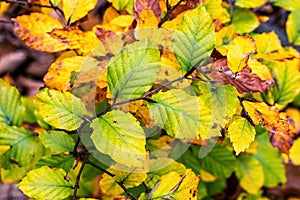Autumn beech leaves on a branch