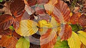 Autumn beech leaves on a branch