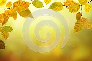Autumn beech leaves bright nature bokeh background