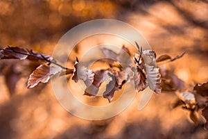 Autumn beech leaves decorate a beautiful nature bokeh background with forest ground.