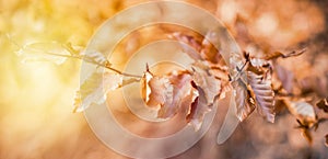 Autumn beech leaves decorate a beautiful nature bokeh background with forest ground, wide panorama format.