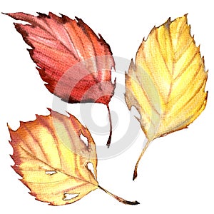 Autumn beech leaves in red, yellow colors isolated, watercolor illustration