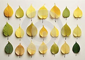 Autumn beech leaves turning yellow flat lay. Fall season background.