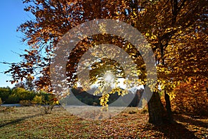 Autumn beech tree in backlight