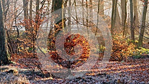 Autumn Beech tree in the frozen forest of Zonnebeek estate in the Netherlands