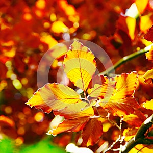 Autumn beech tree leaves