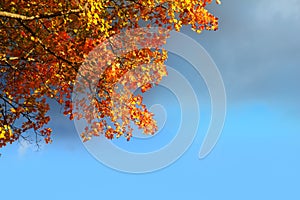 Autumn beech tree leaves stormy cloud blue sky