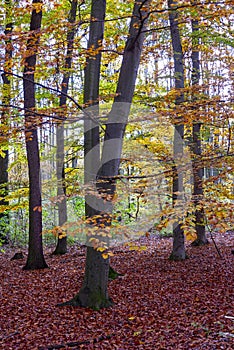 autumn beech trees, colorful fall, colorful beech leaves, fagus sylvatica photo