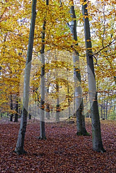 autumn beech trees, colorful fall, golden beech leaves, fagus sylvatica photo