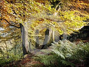 Autumn beech woods with ferns