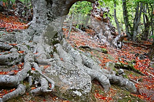 Autumn in beechen grove.