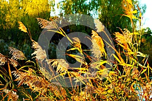 Phragmites in Beijing Olympic Forest Park photo