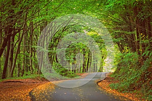 autumn in belgrad forest