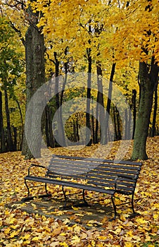 Autumn Bench