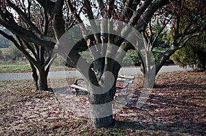 Autumn bench