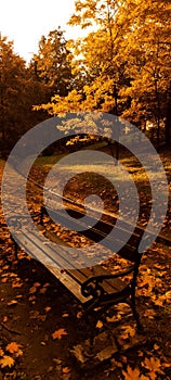 autumn, bench, leaves, warm sunlight