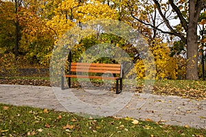Autumn bench in a park full of falling yellow leaves. Day