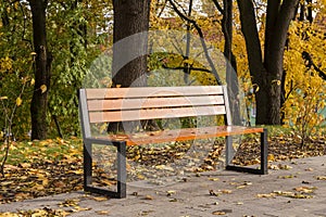 Autumn bench in a park full of falling yellow leaves. Day