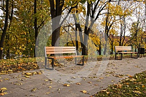 Autumn bench in a park full of falling yellow leaves. Day