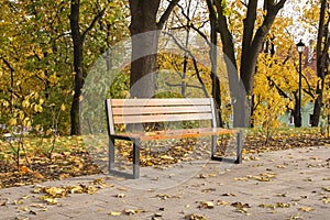 Autumn bench in a park full of falling yellow leaves. Day