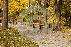 Autumn bench in a park full of falling yellow leaves. Day