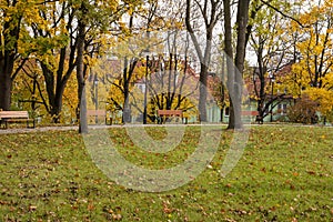 Autumn bench in a park full of falling yellow leaves. Day