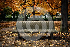 Autumn bench in park showcases textured surface amidst seasonal foliage