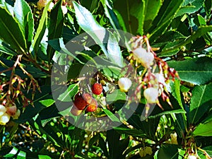 Autumn berries in Mount Ephraim Gardens