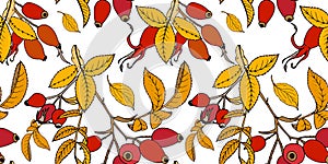 Autumn berries and yellow rosehip leaves