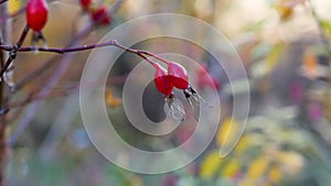 Autumn berry. Ripe red berries of wild rose on a tree branch