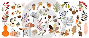 Autumn big collection with botanicals, differents plants and leaves, mushroom, pumpkins