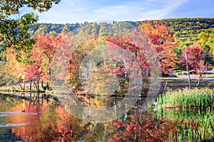 Autumn in Big Pocono State Park