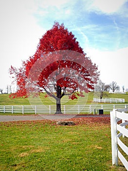 Autumn big red maple tree at country side.