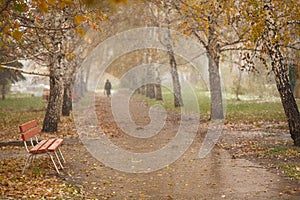 Autumn birch avenue