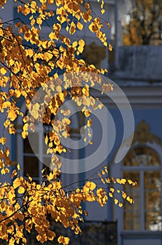 Autumn birch branch with glowing leaves on a blurred architectural background