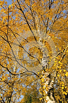 Autumn birch branches. Dramatical seasonal changes photo