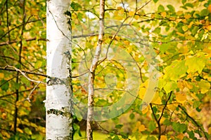 Autumn birch. Colorful background