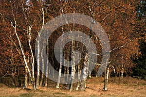 Autumn birch copse.