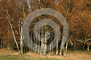 Autumn birch copse.