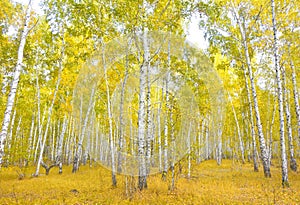 Autumn birch forest