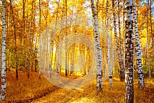 Podzim bříza les 