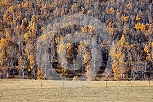 The autumn birch forest