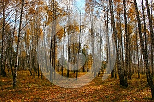 Autumn birch forest