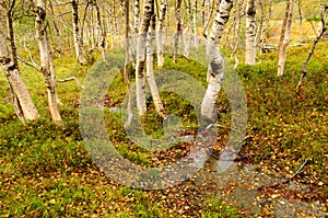 Autumn in the birch forest