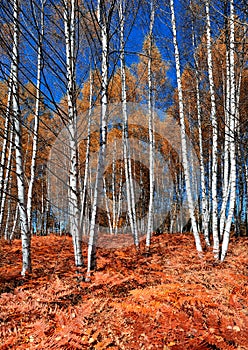 Autumn in the birch forest