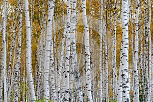 Autumn birch forest as a background. Birch tree