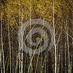 Autumn birch forest, background